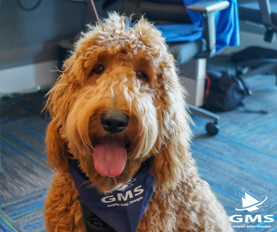 Group Management Services Hosts Bring Your Dog To Work Day