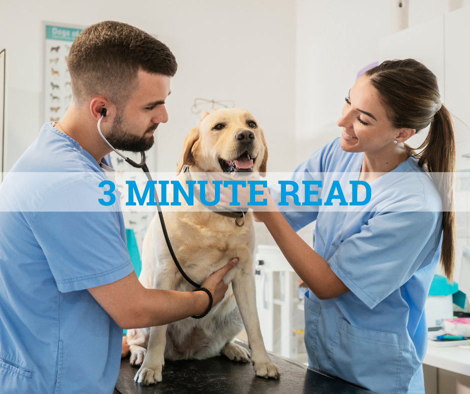 Exploring The Advantages Of Pet Insurance